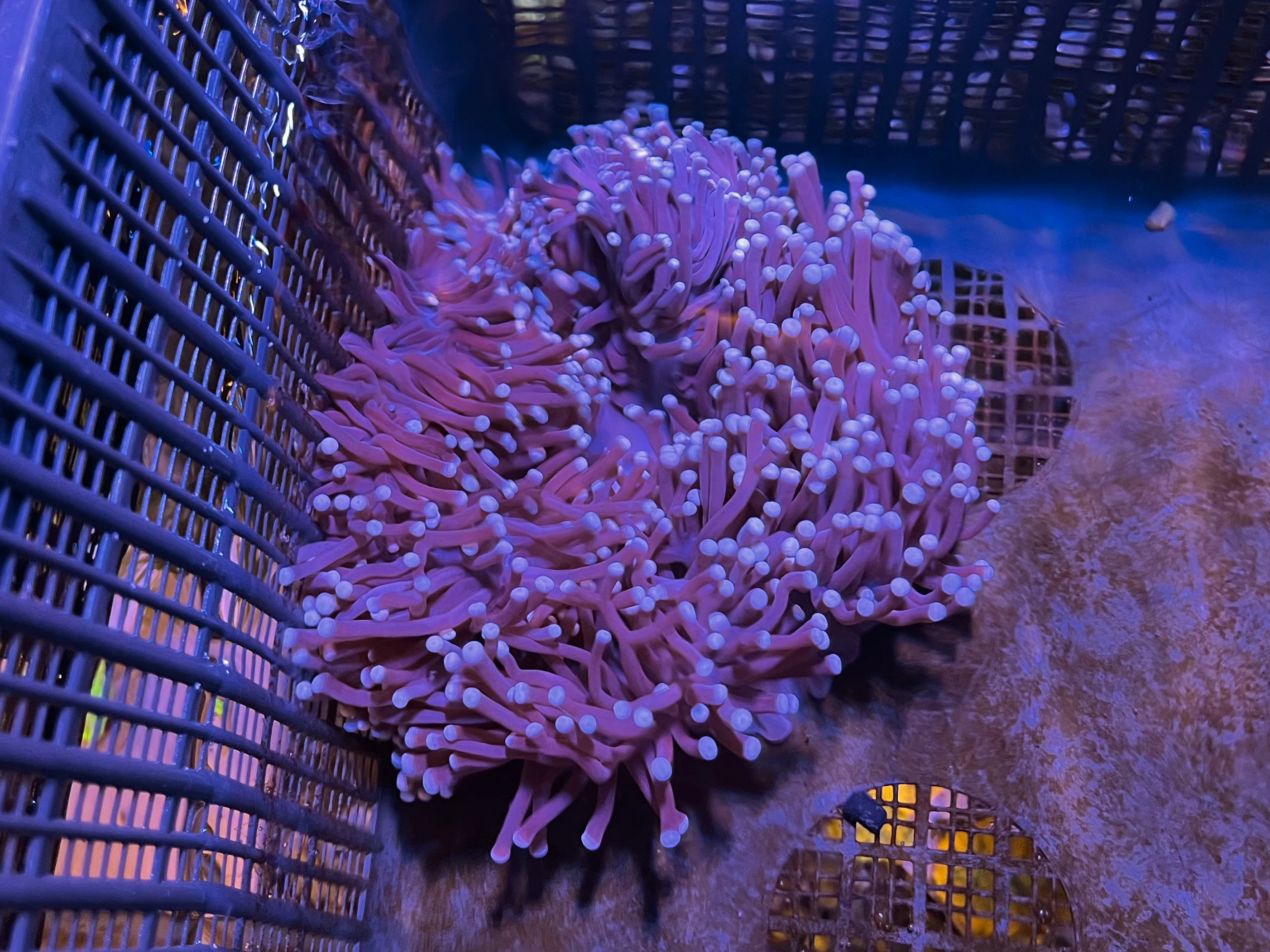WYSIWYG Anemone #2