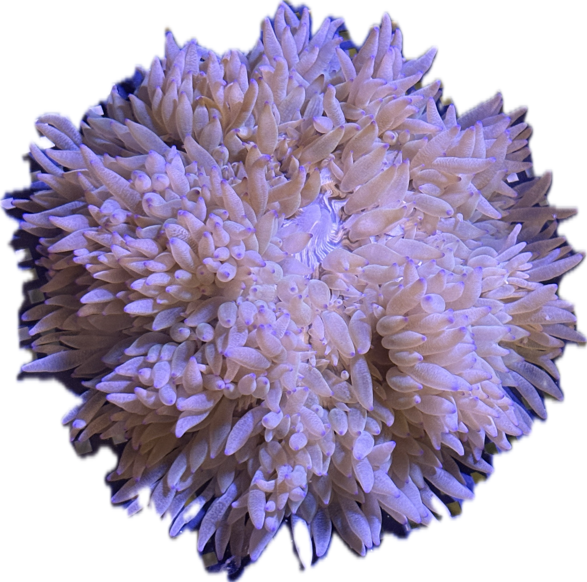 WYSIWYG Anemone #14