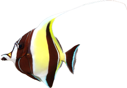 Moorish Idol M