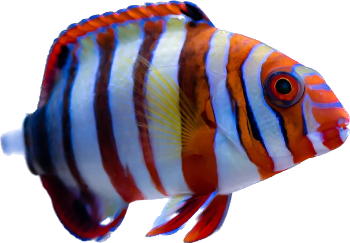 Captive Bred Harlequin Tusk