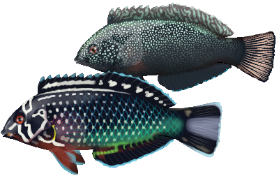 Black Leopard Wrasse