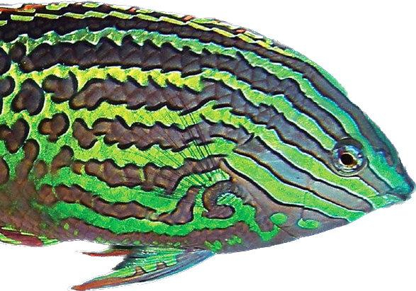 Ornate Leopard Wrasse - Male Large