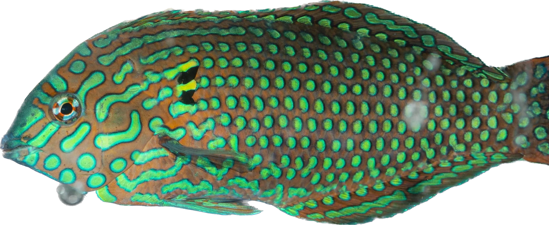 Ornate Leopard Wrasse - Male Large