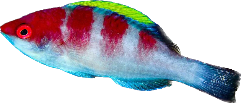 Yellowfin Fairy Wrasse