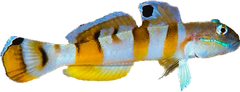 Tiger Sleeper Goby M