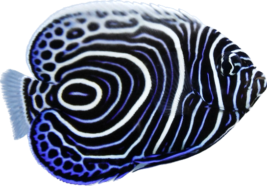 Emperor Angel - Juvi M