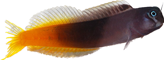Red Tail Blenny