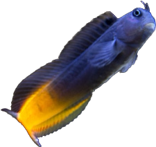 Red Tail Blenny