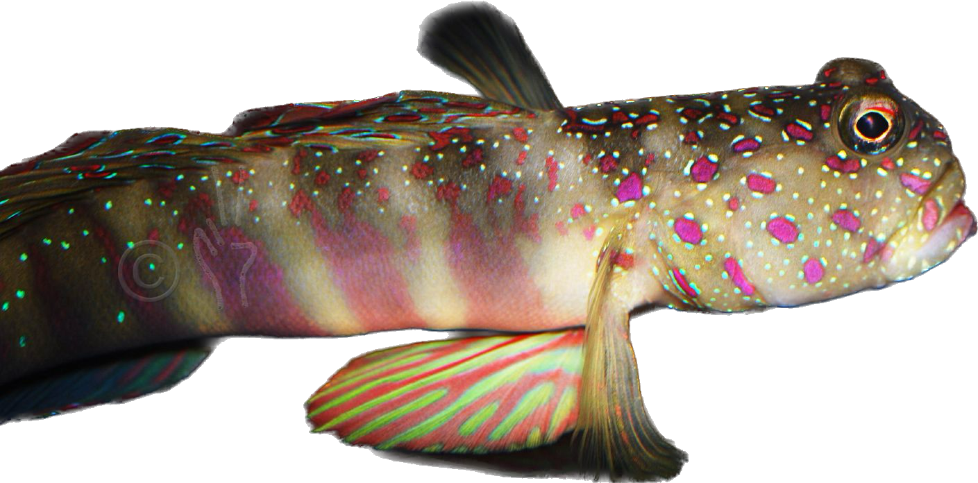 Pink and Bluespot Prawn Goby M