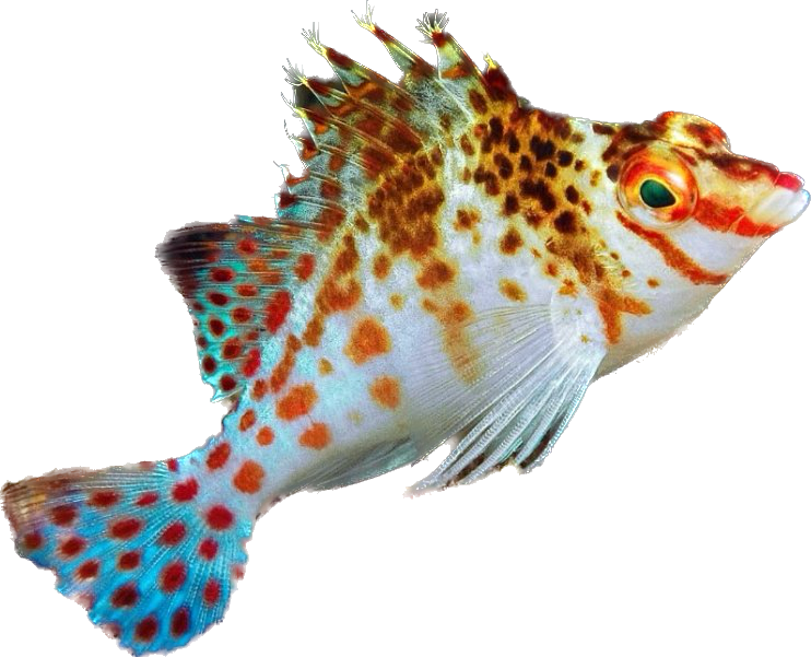 Dwarf Hawkfish