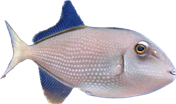 Blue Throat Trigger Female - M