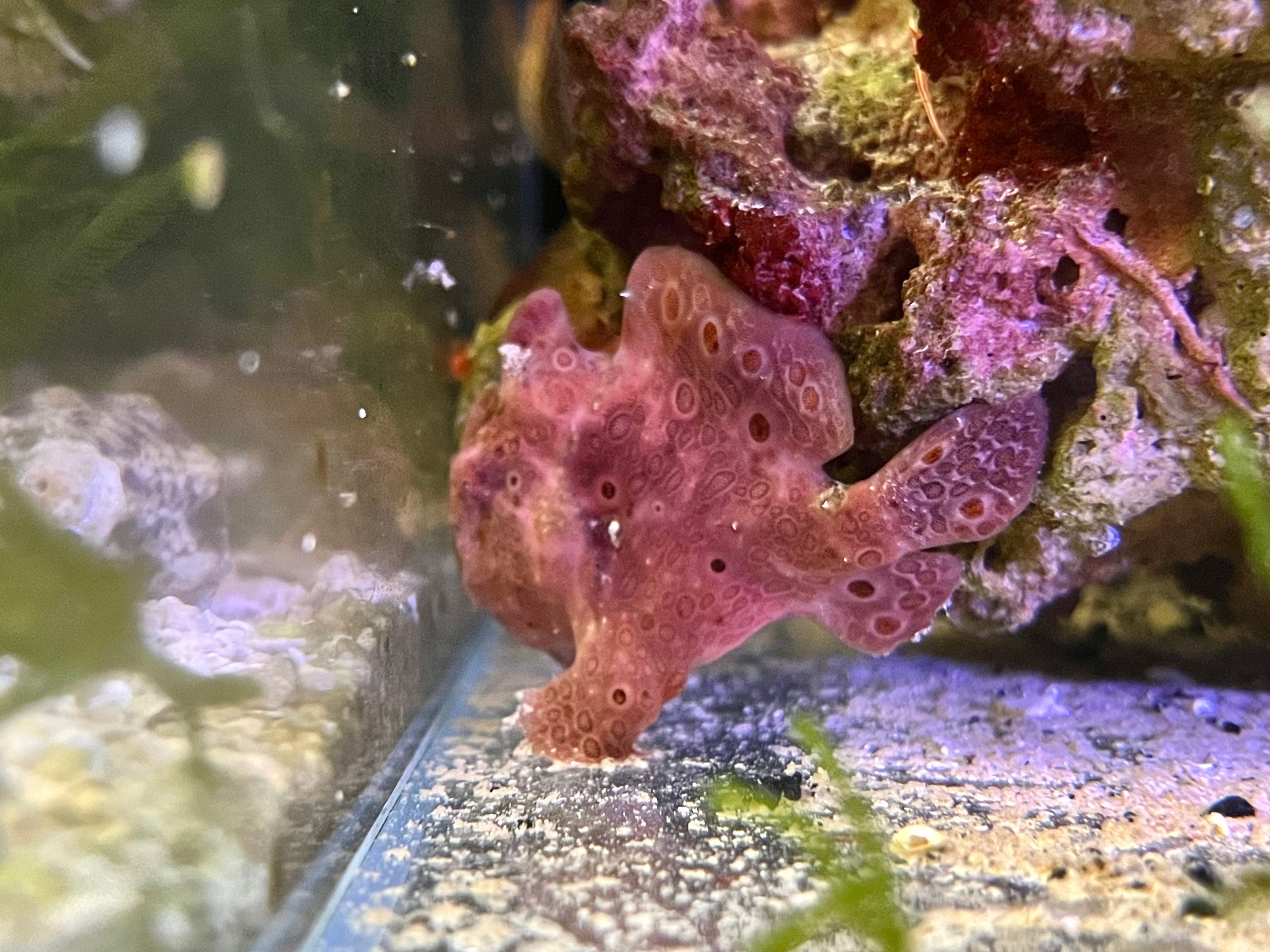 WYSIWYG Frogfish #4