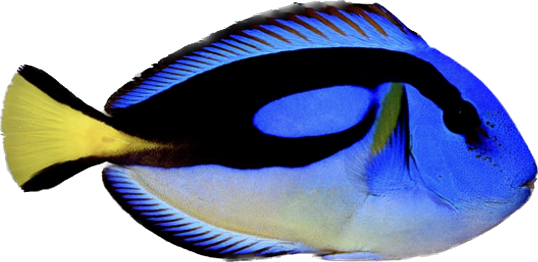 Hippo Tang - Yellow Belly M