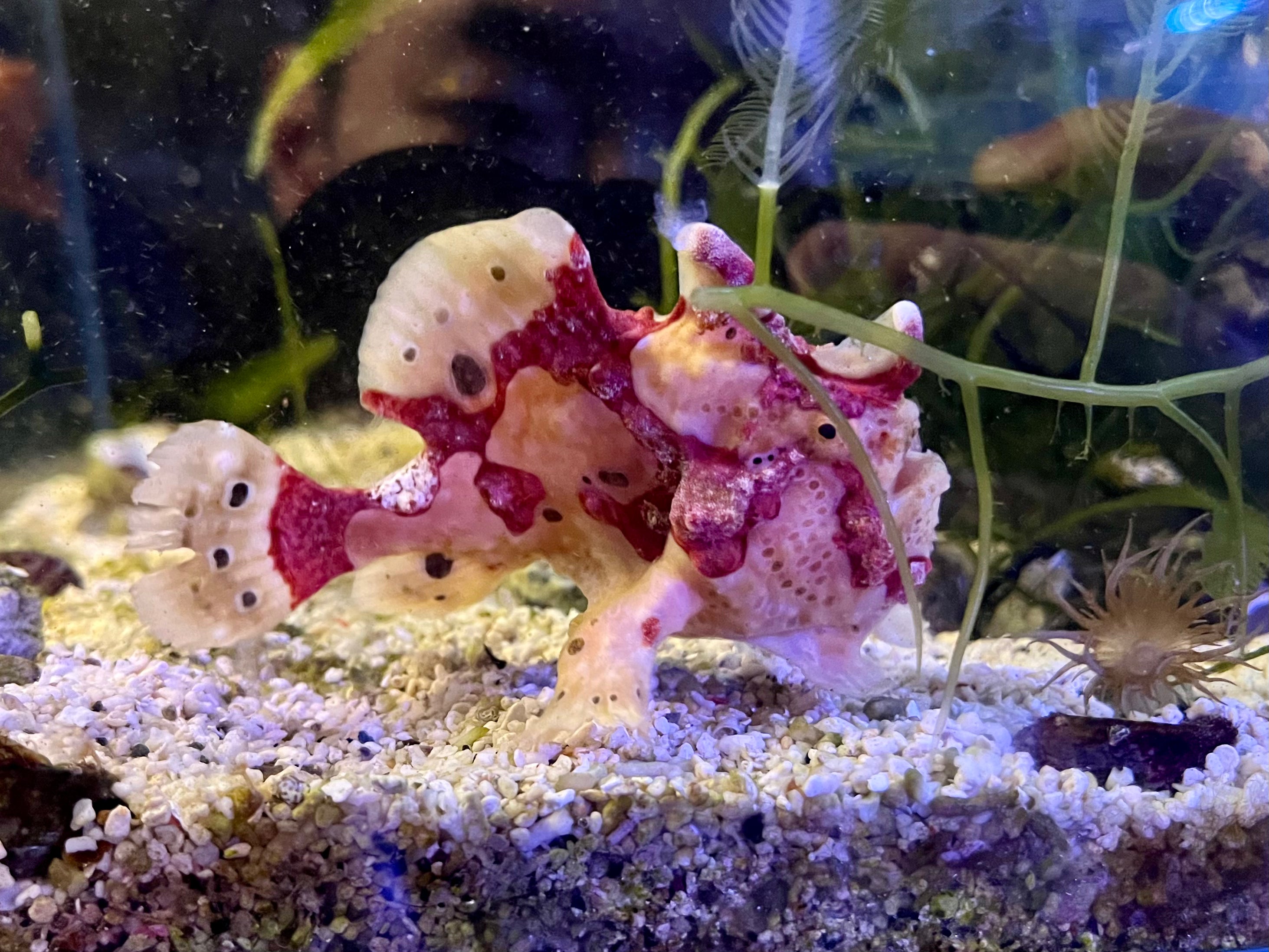 WYSIWYG Frogfish #6