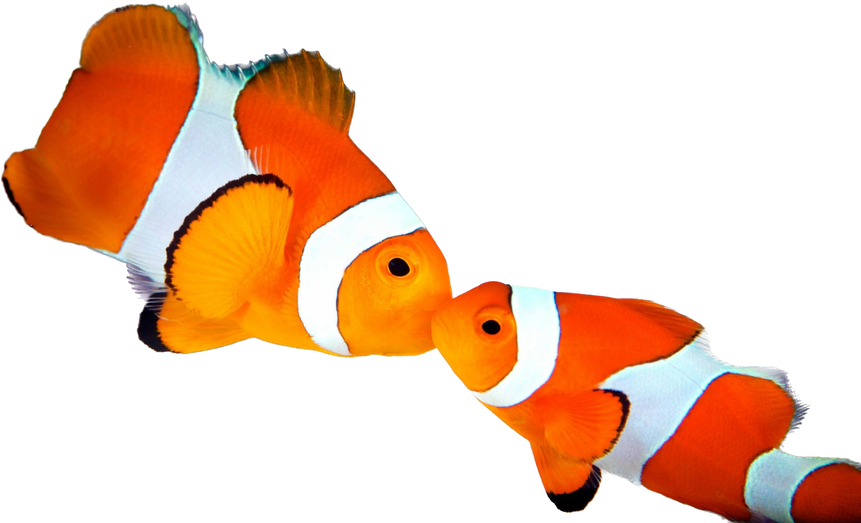 Orange Clown Wild Mated Pair