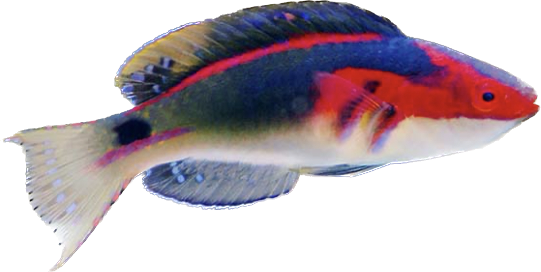 Exquisite Wrasse - Super Male