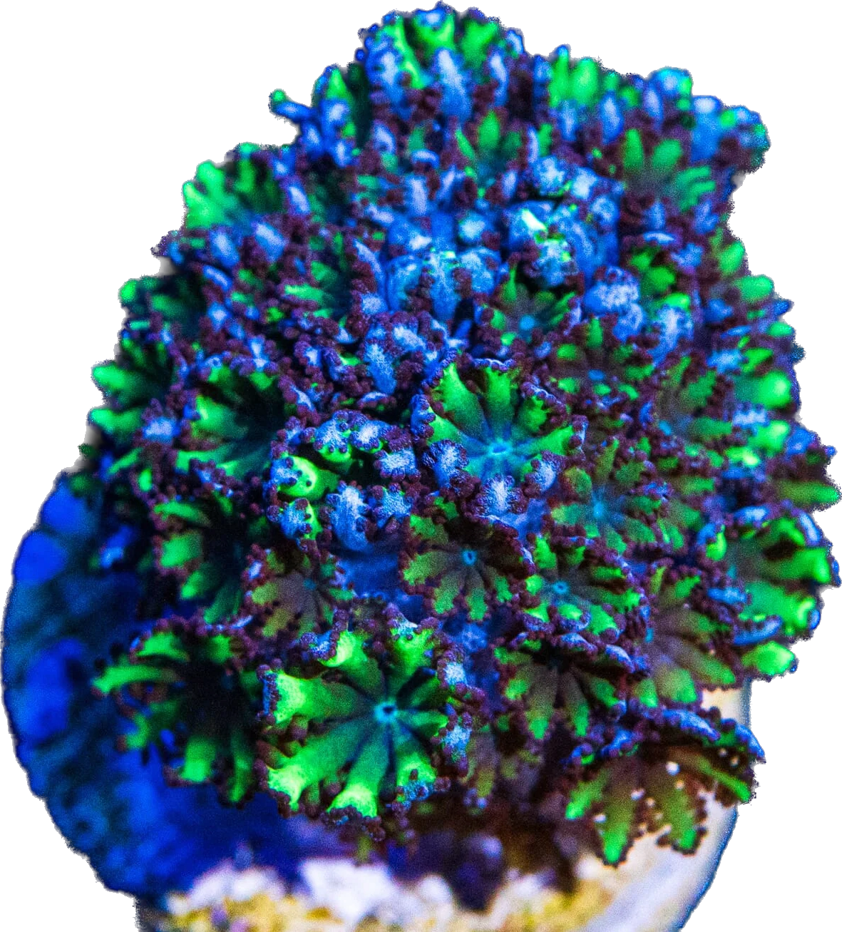 Blue and Green Sympodium