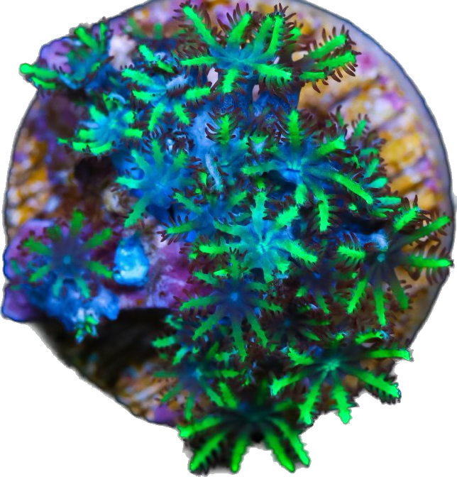 Blue and Green Sympodium