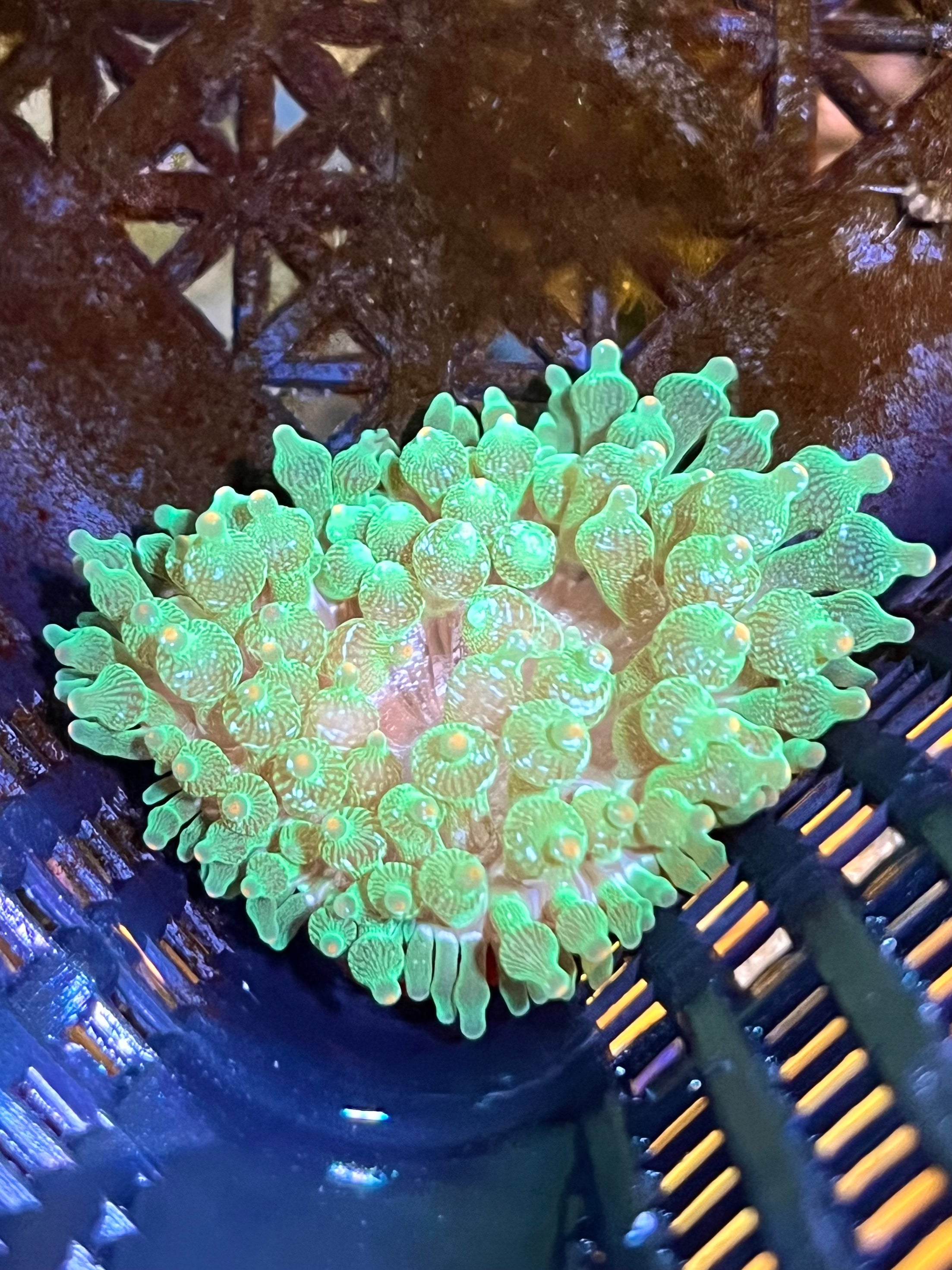 WYSIWYG Anemone #1