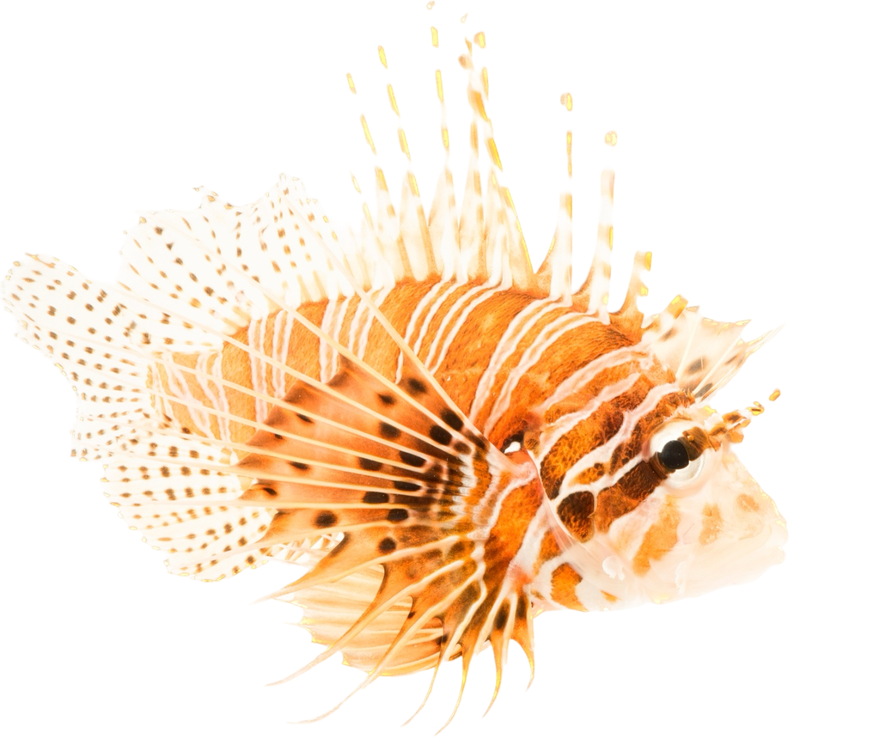 Antennata Lionfish S