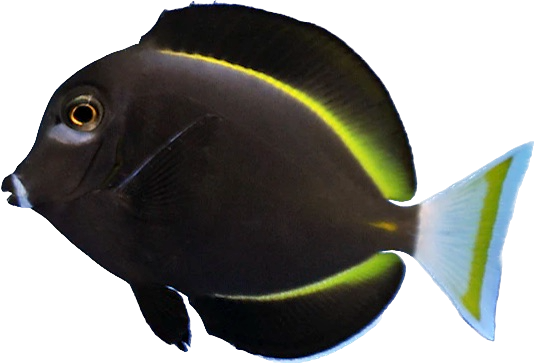 White Cheek Tang L
