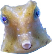 Long Horn Cowfish Juvi M <2"