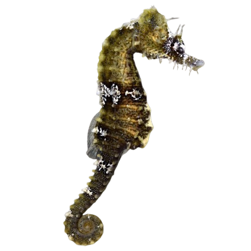 Captive Bred Seahorses