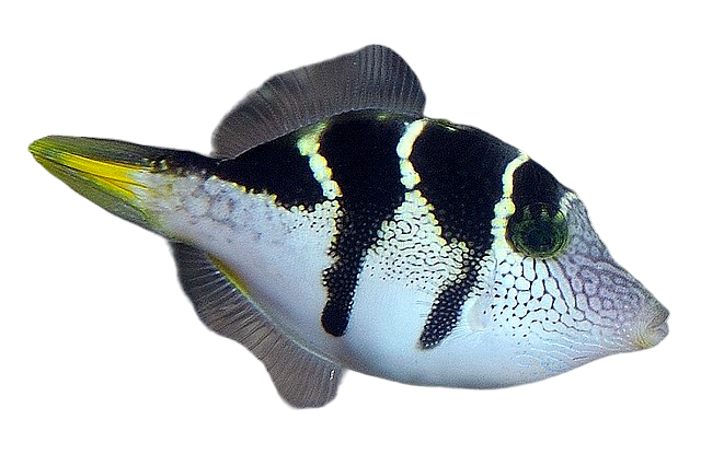 Blacksaddle Filefish M