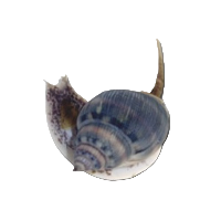 Nassarius L