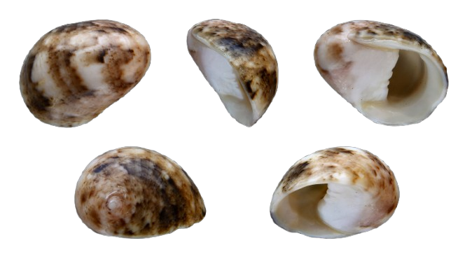 Large Nerite 100 lot