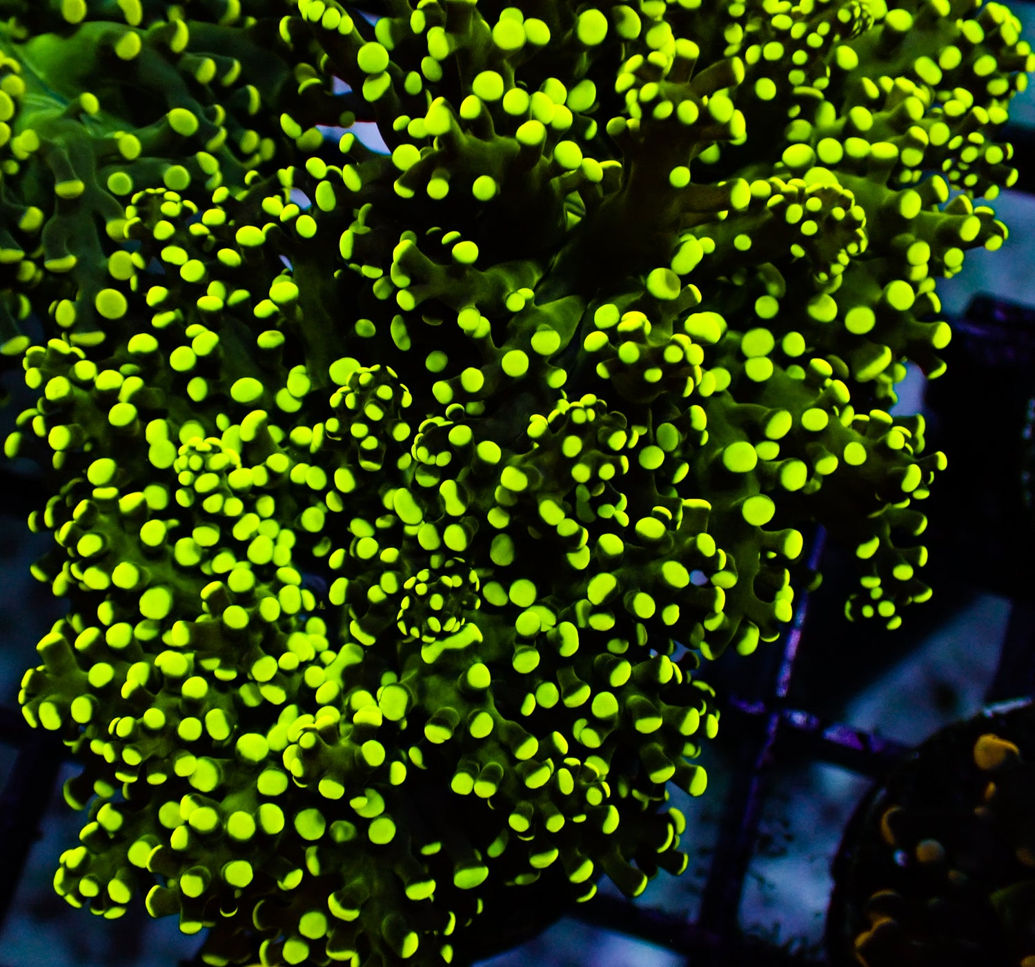 Octospawn - Electric Yellow