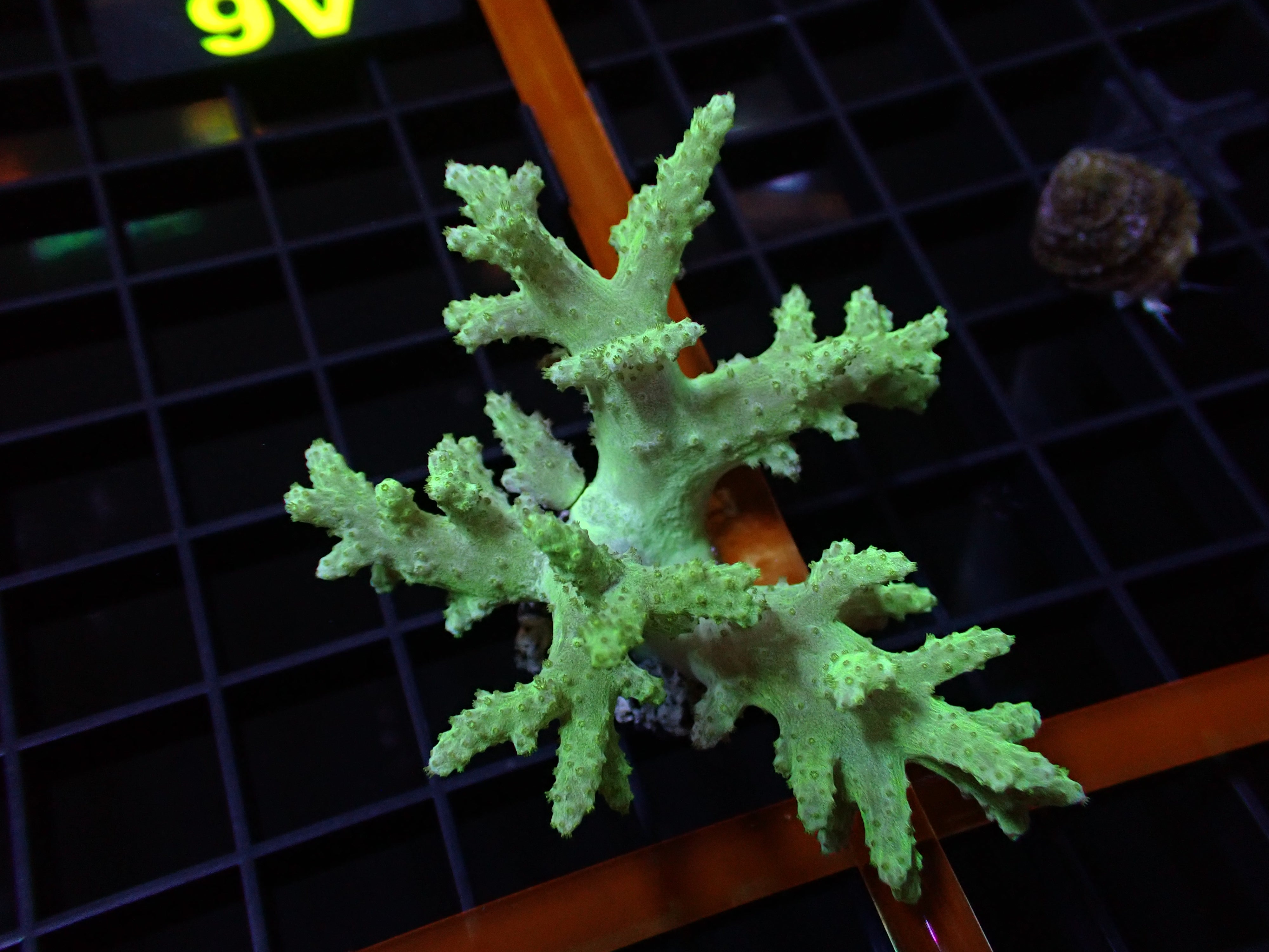 Deepwater Green Branching Leather