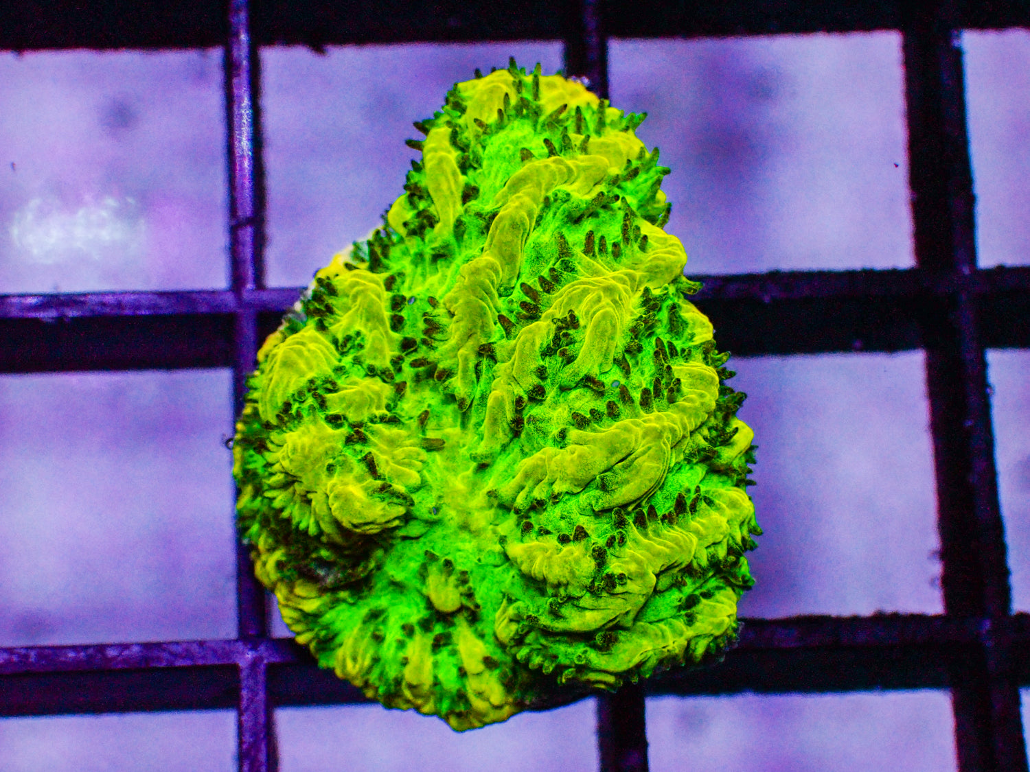 Jason Fox Limelight Hydnophora