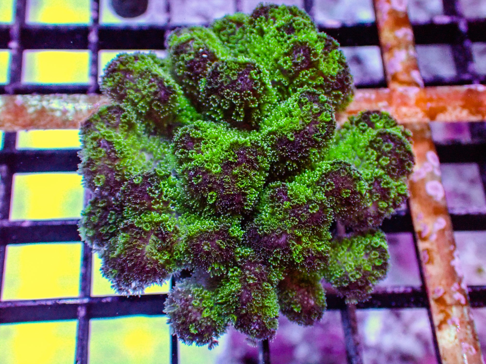 Purple Pocillapora