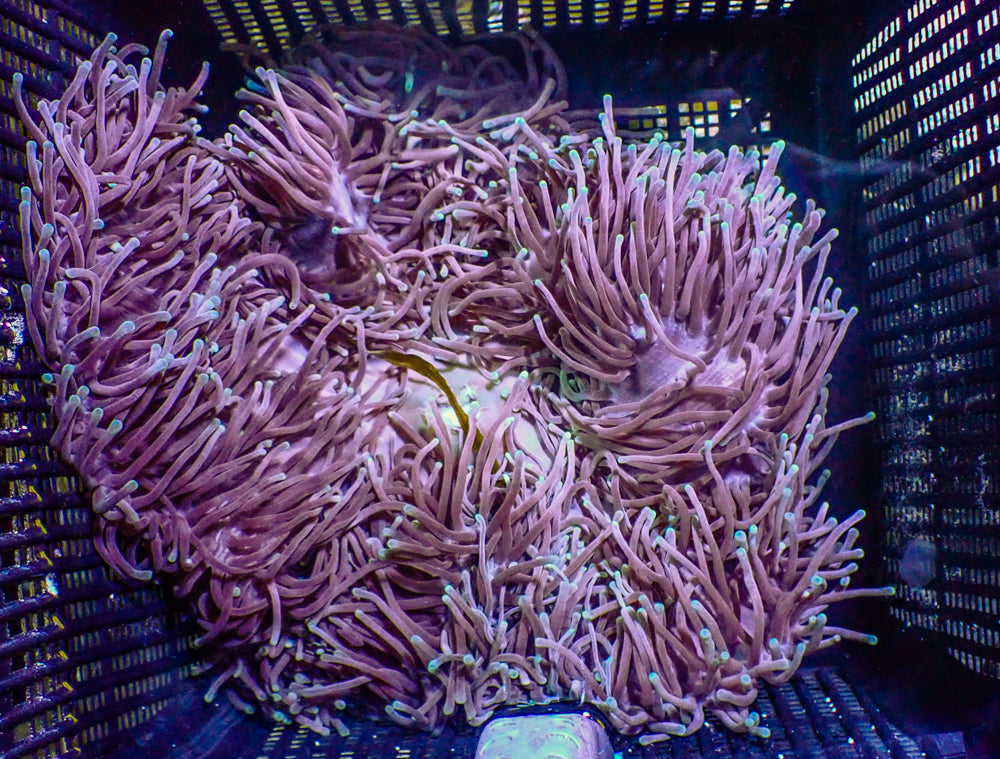 WYSIWYG Anemone #12