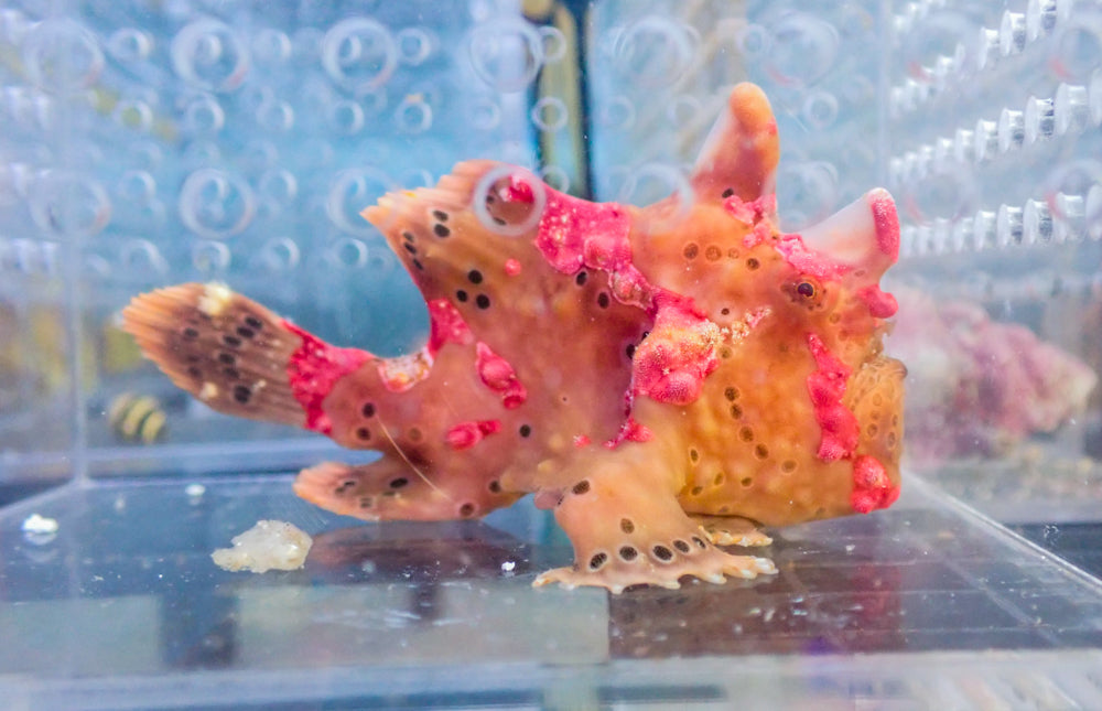 WYSIWYG Frogfish #1