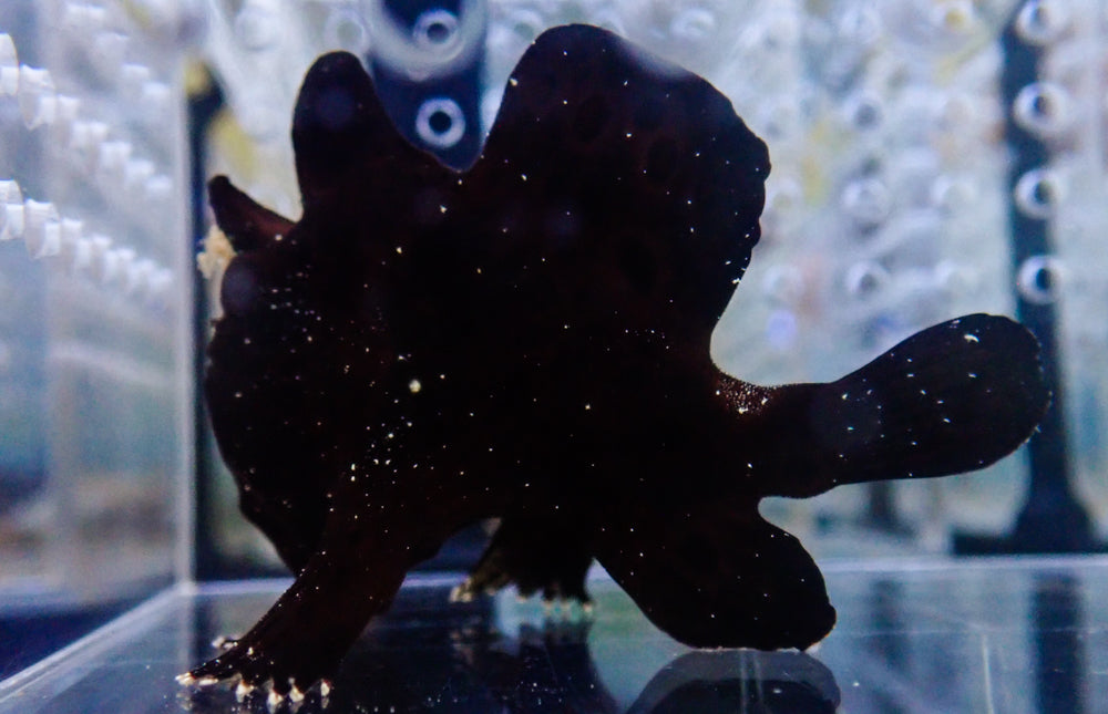 WYSIWYG Frogfish #5