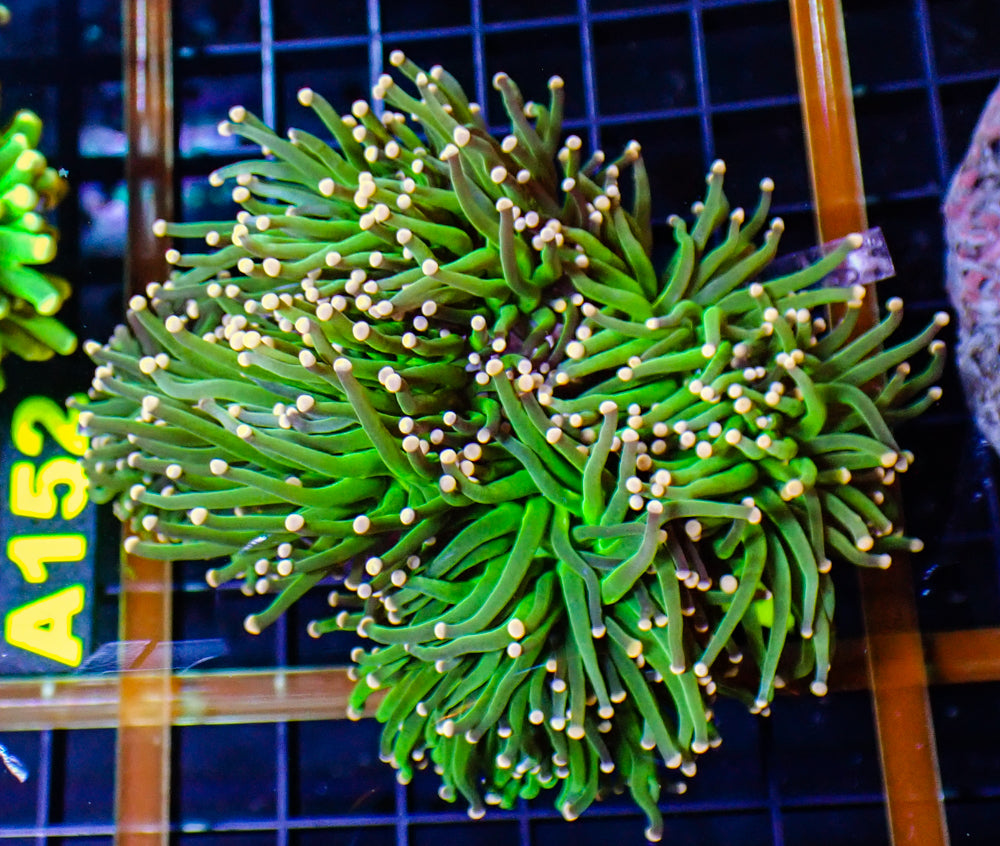 Green with Orange Tip Torch