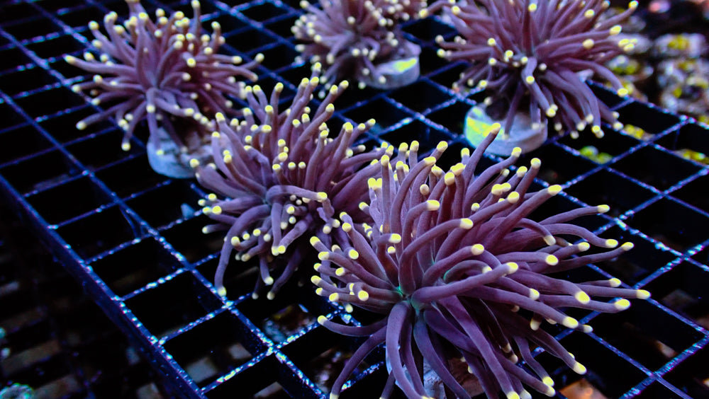 Black with Orange Tip Torch