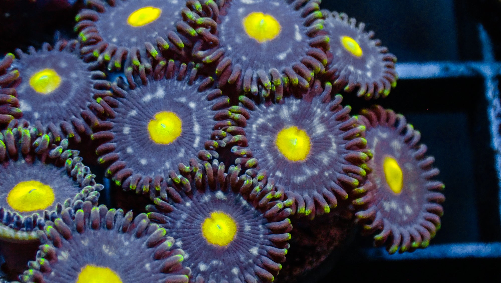 Paradise Zoa Frag