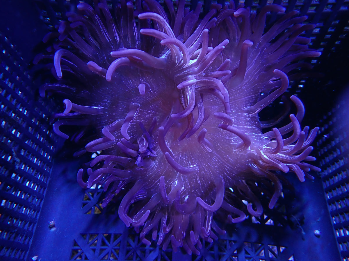 WYSIWYG Anemone #14