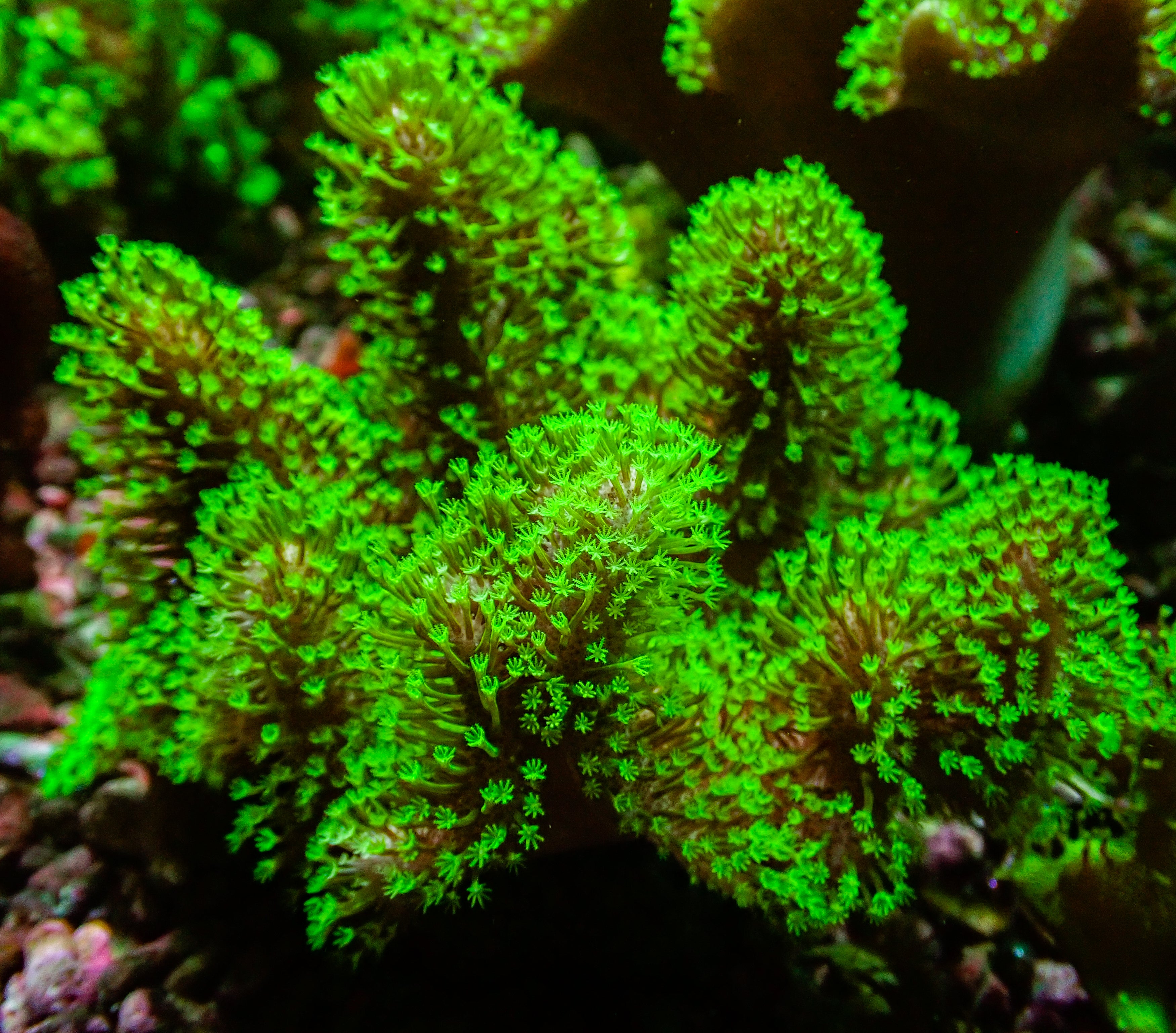 Green Polyp Aussie Lobophytum