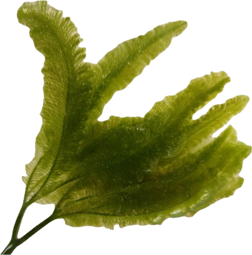 Spend > $1000 Special