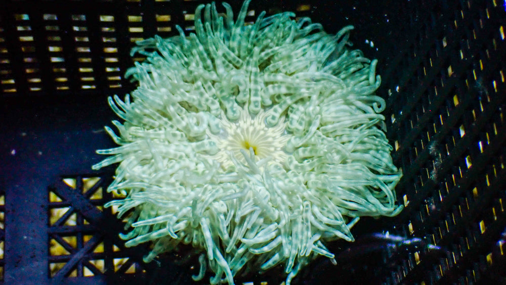 WYSIWYG Anemone #5