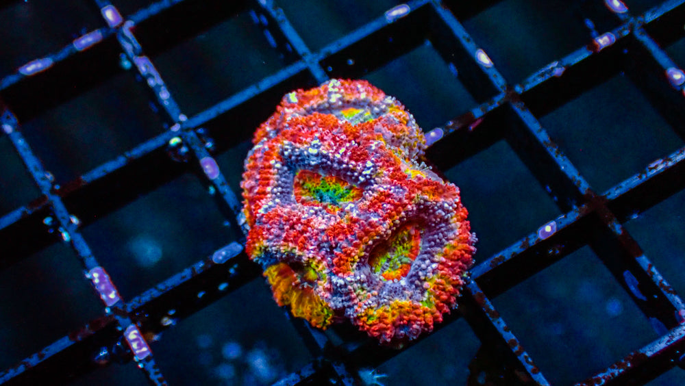Blue Ring Rainbow Acan