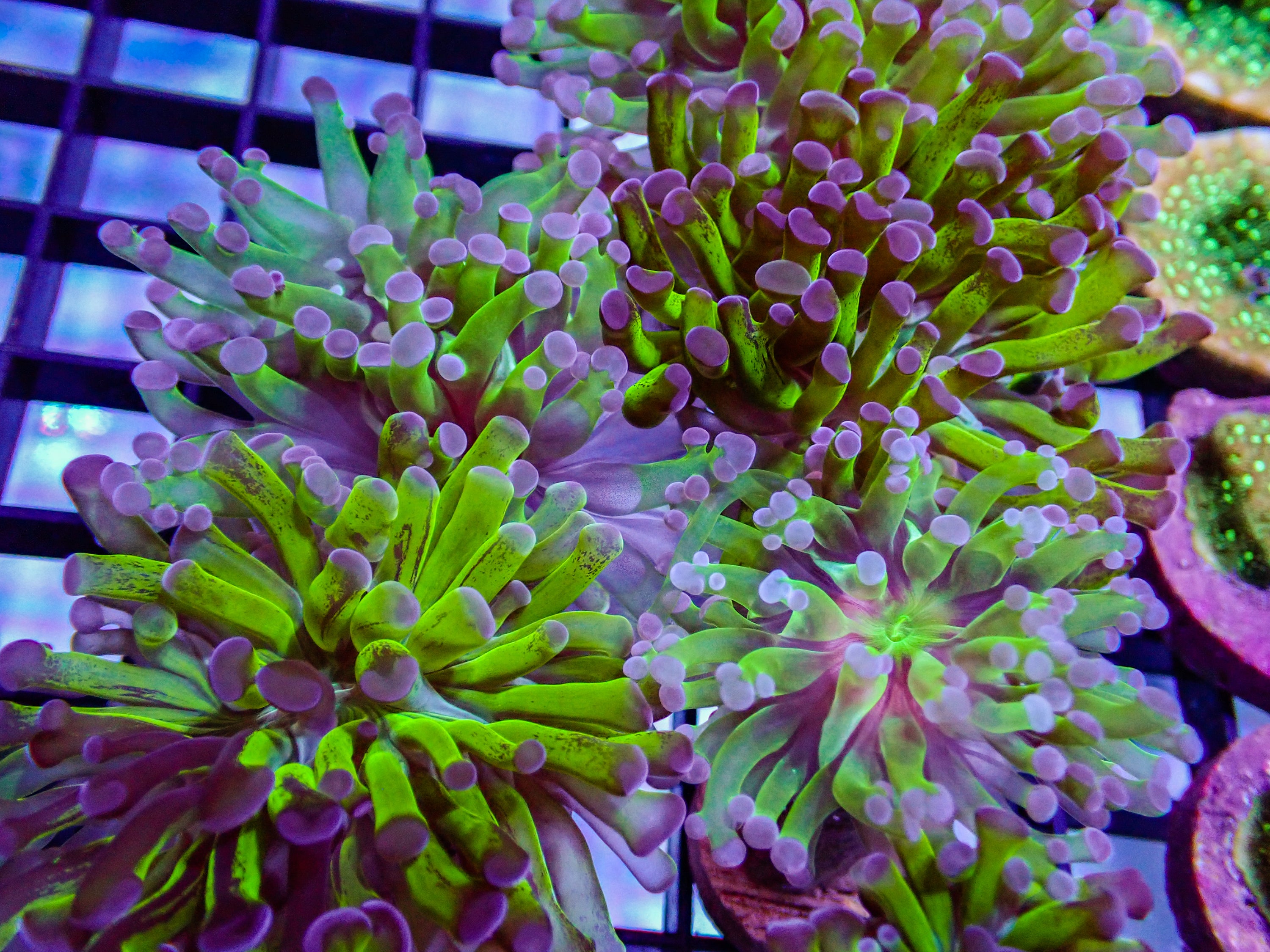 Hammer - Green w Purple Tip (Single Head)