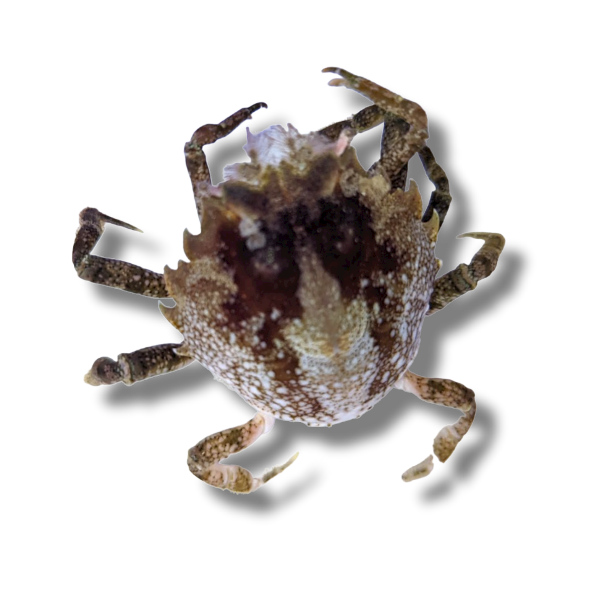 Pitho Crab