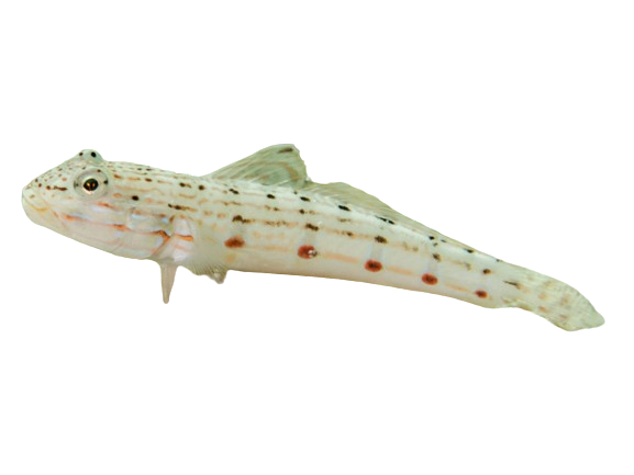 Striped Sleeper Goby M