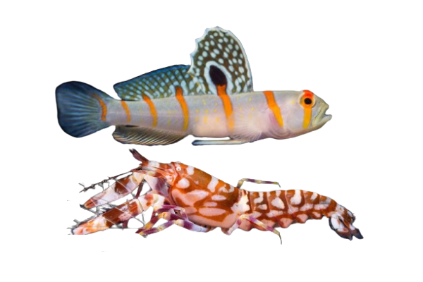 Randalls Prawn Goby + Tiger Pistol PAIR