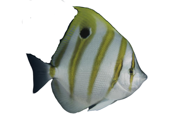 Rainford Butterfly - Semi Reef Safe